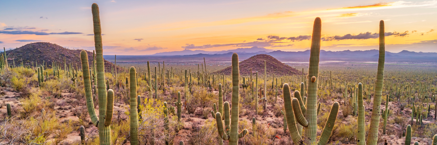 Things to Do at Tucson Arizona